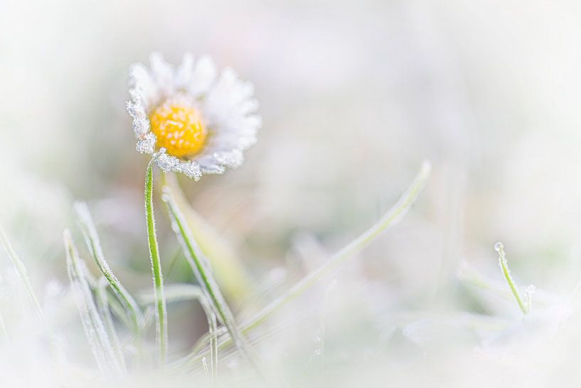 Gänseblümchen mit Eis bedeckt / reif. von Albert Beukhof