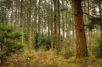 Wald in Ermelo