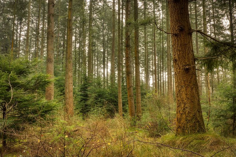Wald in Ermelo von Ellen Weidenaar