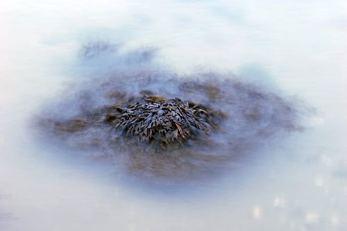 Rust in het wier aan de Oesterdam