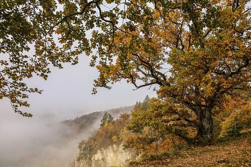 Oude eik bij het uitzichtspunt Burgstall boven Fridingen op een mistige herfstdag - Natuurpark Opper-Donau