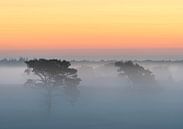 Bomen in de mist op Kalmthoutse Heide van Jos Pannekoek thumbnail