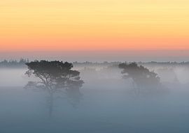 Trees in the mist by Jos Pannekoek