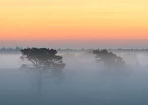 Bäume im Nebel