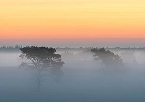 Bomen in de mist op Kalmthoutse Heide van Jos Pannekoek