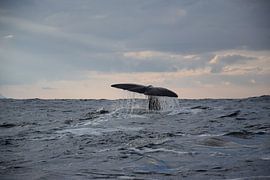 Whale's tail in the ocean by Hoven Fotografie
