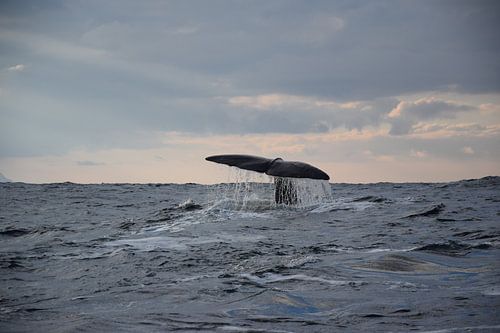 Whale's tail in the ocean