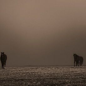 les chevaux sur benjamin Gilson