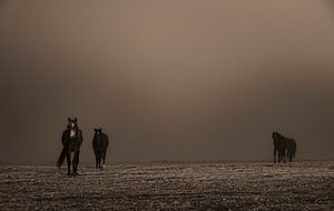 les chevaux sur benjamin Gilson