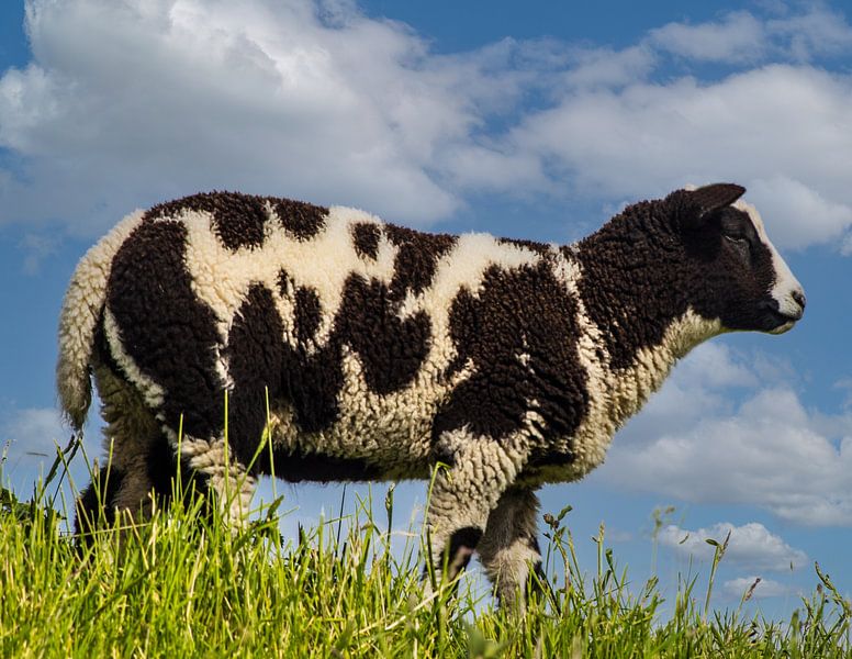 A sheep by Brian Morgan
