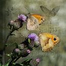 Vlinders op een distel van Carla van Zomeren thumbnail