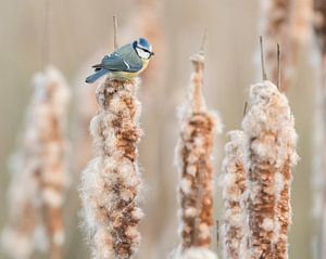 Mésange bleue sur un cigare