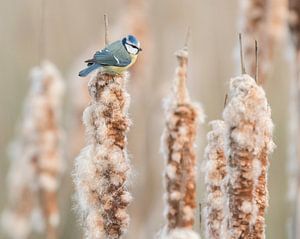 Blaumeise auf einer Zigarre von Erik Veldkamp