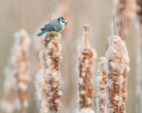 Blue tit on a cigar