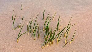 Hochgras in den Dünen, Vlieland