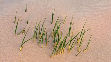Helmgras in de duinen, Vlieland van Henk Meijer Photography