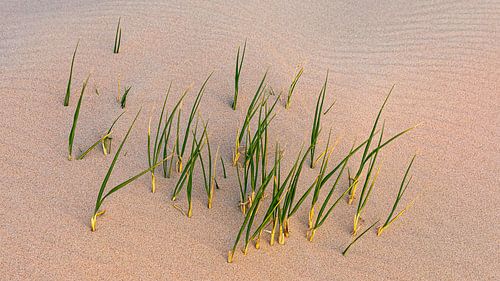 Helmgras in de duinen, Vlieland