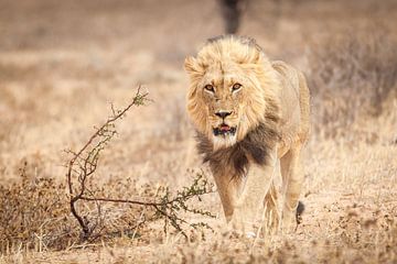 Le lion s'approche de la caméra sur Simone Janssen