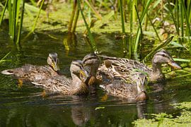 Familie Ente von Stobbe; stiltegrafie