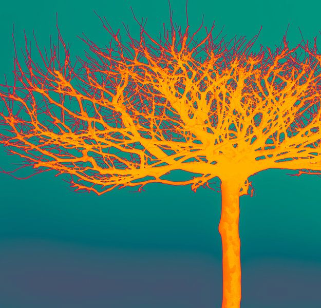 Natural beauty - colorful tones by Kirsten Warner