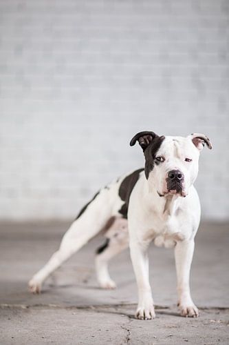 Amstaff Djay