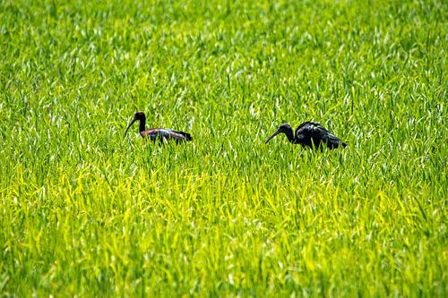 twee ibissen in het rijstveld