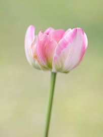 Pink tulip by Studio Wings