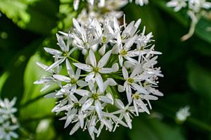 Bärlauchblüte im Schlosspark Putbus