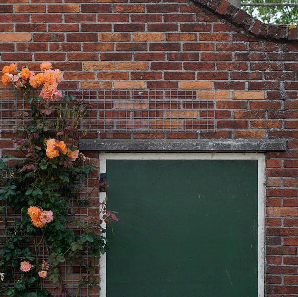 Climbing Roses - 2016 by Timmy Bouwmann