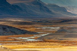 Wildpferde im Altai-Gebirge von Paul de Roos