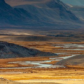 Chevaux sauvages dans les montagnes de l'Altaï sur Paul de Roos