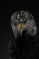 Studio portret of a sea eagle.