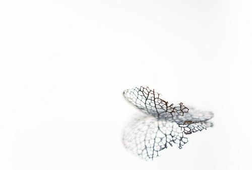 Hydrangea decoration in black and white