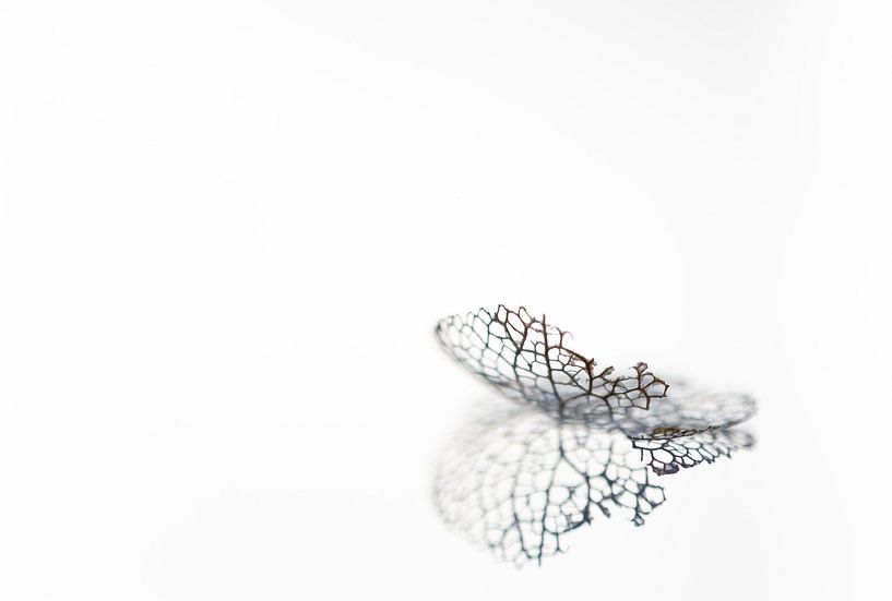 Hydrangea decoration in black and white by Patricia van Kuik