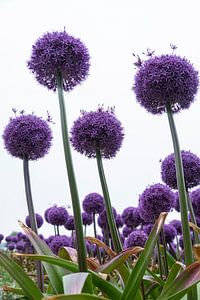 Violette Zwiebelzwiebeln in Blüte von Affect Fotografie
