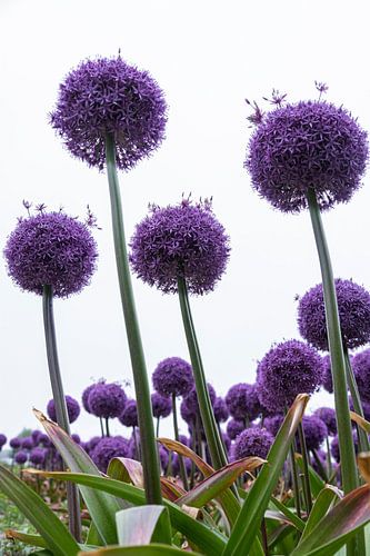 Violette Zwiebelzwiebeln in Blüte