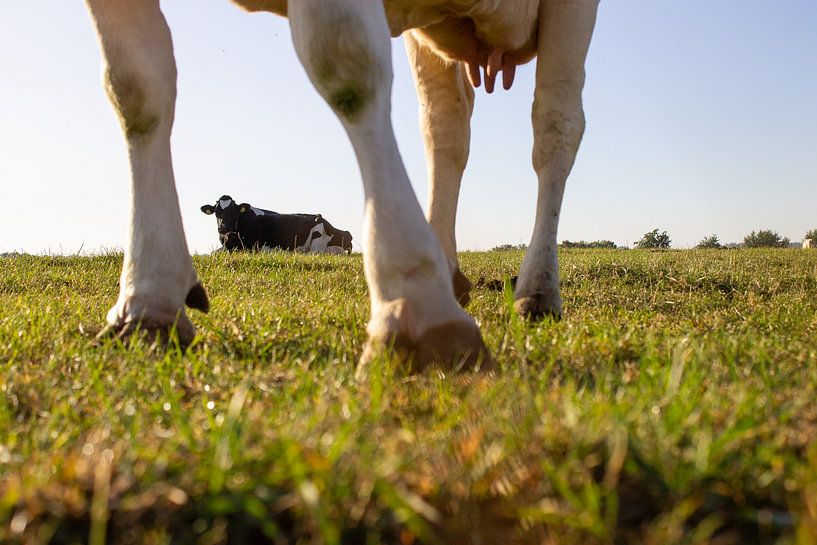Summer shot with cows by Manon
