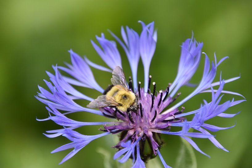 A bumblebee on a flower by Claude Laprise