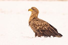 Pygargue à queue blanche (Haliaeetus albicilla), oiseau de proie.