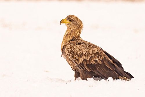 Zeearend (Haliaeetus albicilla), roofvogel.
