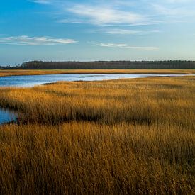 Winter landschap Dijkgatbos Wieringerwerf van Rob Baken