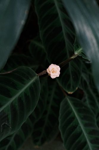 Kleine bloem in het groen in de botanische kas