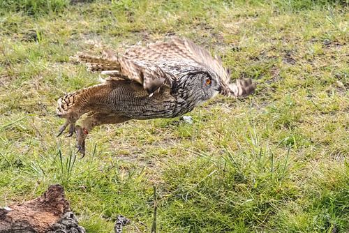European eagle owl