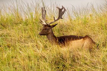 Un daim se reposant dans l'herbe des dunes.