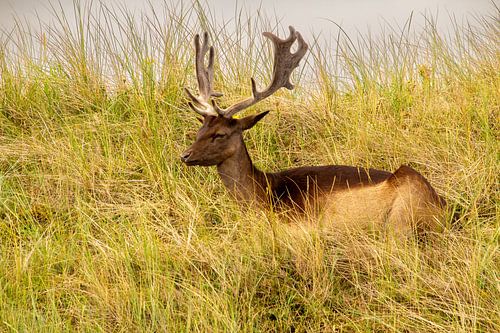 Een damhert dat ligt te rusten in het duingras.