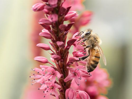 Abeille domestique sur la renouée