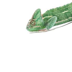 Kameleon in het groen van Celina Dorrestein