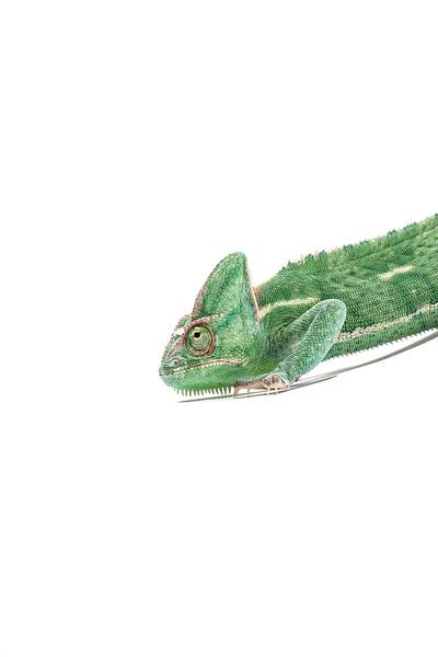 Caméléon en vert par Celina Dorrestein