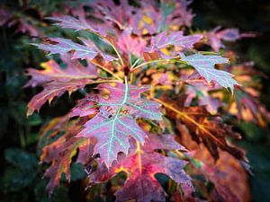 Autumn leaves by Rob Boon