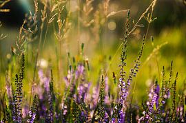 Almost in bloom by Whis' photos